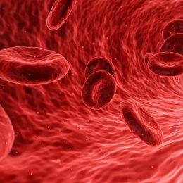 Buňky lidského těla – krvinky