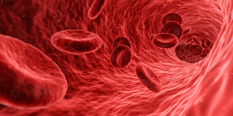 Buňky lidského těla – krvinky