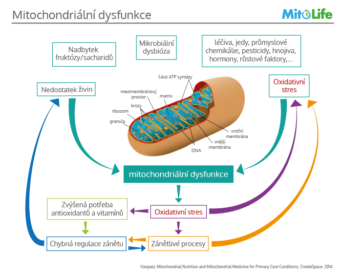 Schéma mitochondriální dysfunkce – zdraví našich buněk